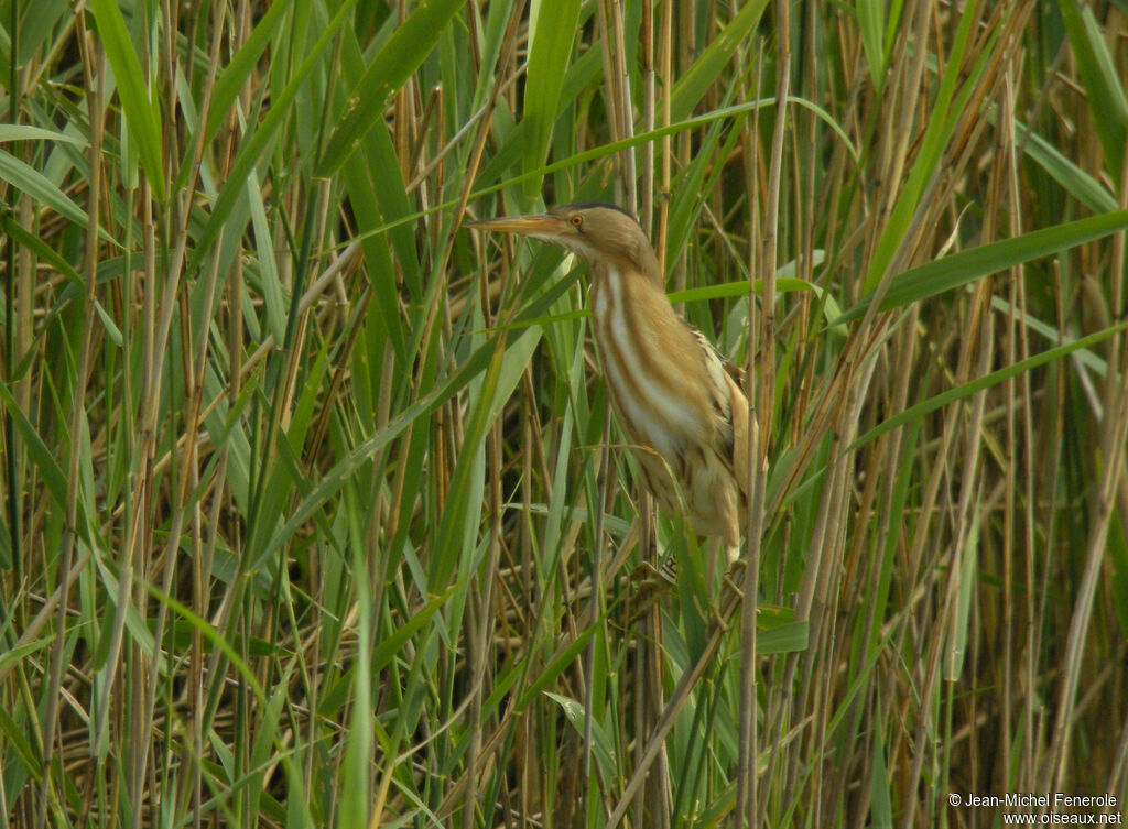 Little Bittern male