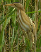 Little Bittern