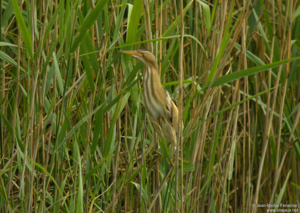 Little Bittern male