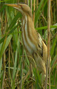 Little Bittern