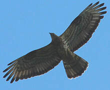 European Honey Buzzard