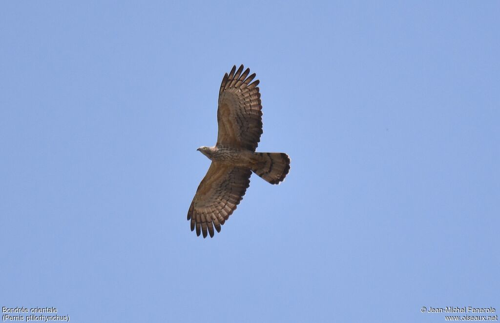 Crested Honey Buzzard