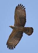 Crested Honey Buzzard