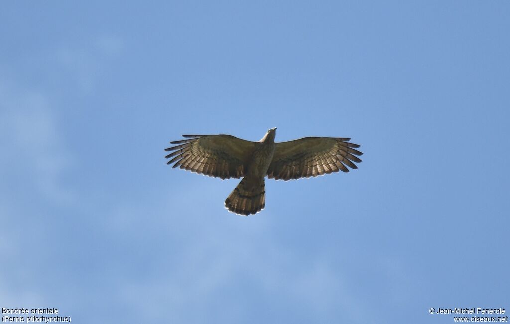 Crested Honey Buzzard