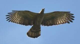 Crested Honey Buzzard