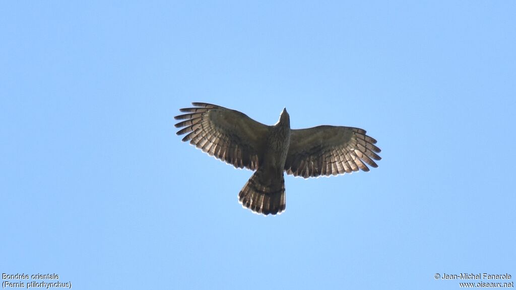 Crested Honey Buzzard