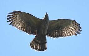 Crested Honey Buzzard