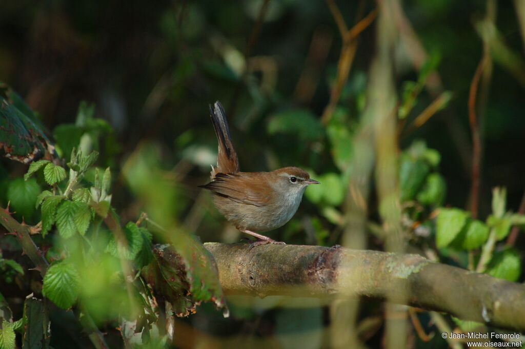 Cetti's Warbleradult