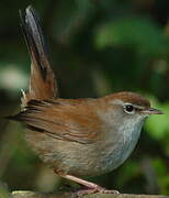 Cetti's Warbler