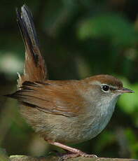 Bouscarle de Cetti