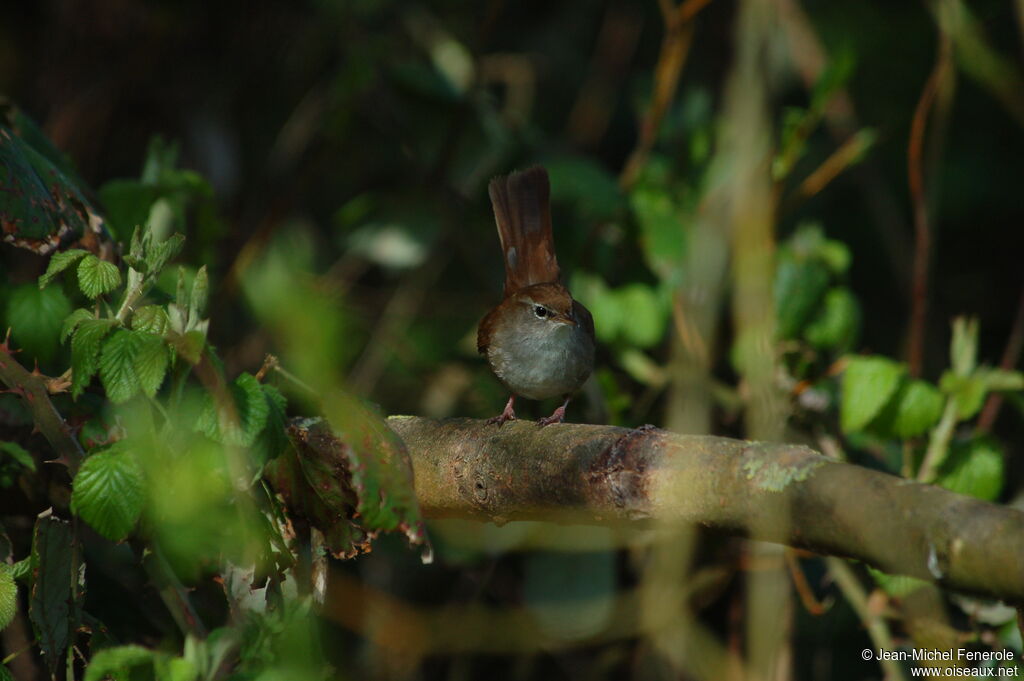 Cetti's Warbleradult