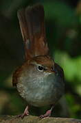 Cetti's Warbler