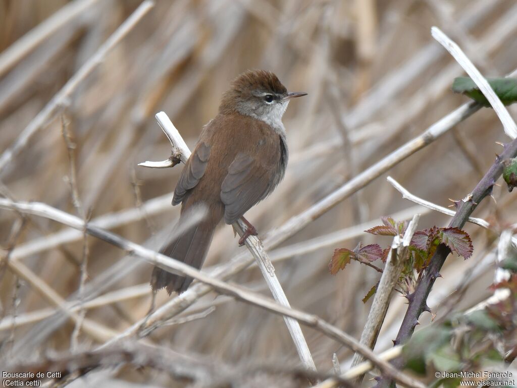 Bouscarle de Cetti