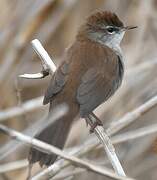 Cetti's Warbler