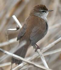 Bouscarle de Cetti