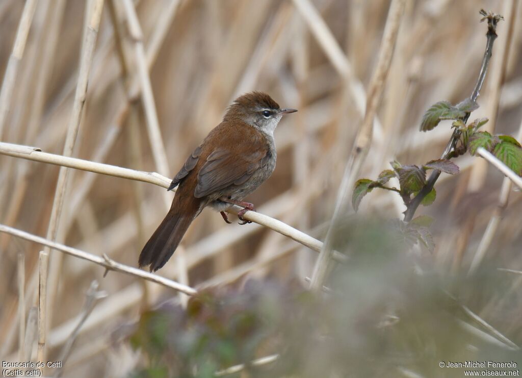 Bouscarle de Cetti