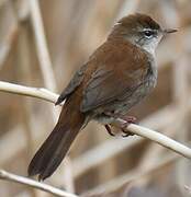 Cetti's Warbler