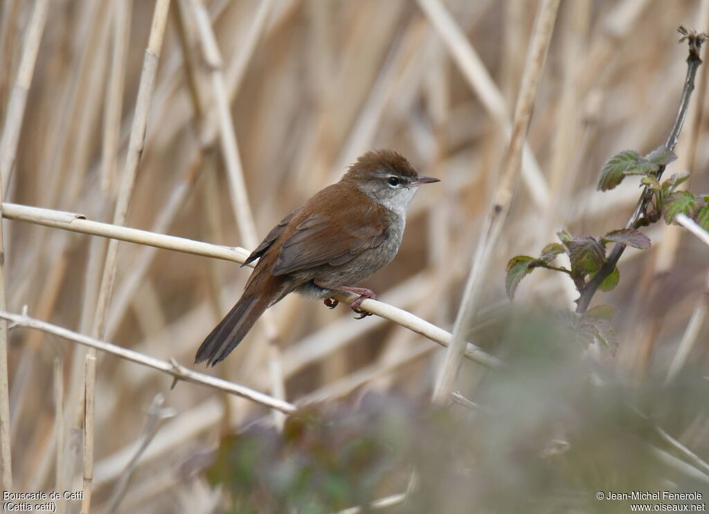 Bouscarle de Cetti