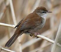 Cetti's Warbler