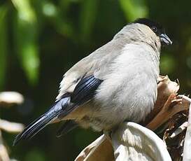 Bouvreuil des Açores