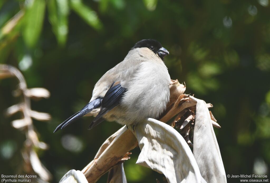 Azores Bullfinch