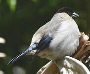 Bouvreuil des Açores