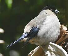 Azores Bullfinch