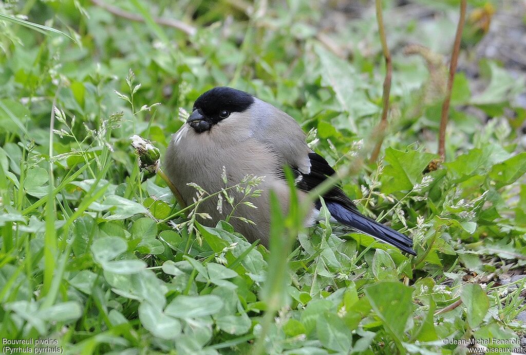 Eurasian Bullfinch female