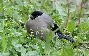 Eurasian Bullfinch