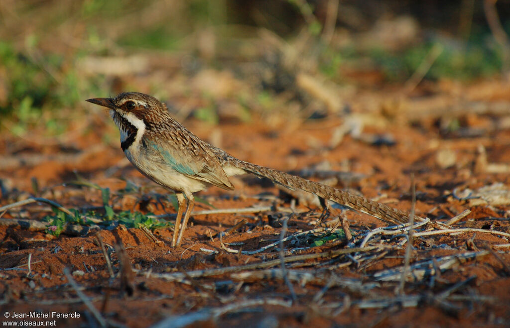 Brachyptérolle à longue queueadulte