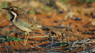 Long-tailed Ground Roller