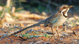 Long-tailed Ground Roller