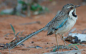 Long-tailed Ground Roller