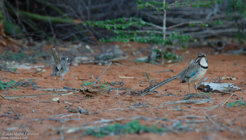 Long-tailed Ground Roller adult