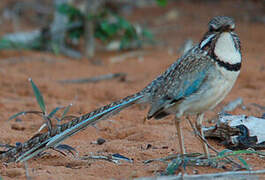 Long-tailed Ground Roller