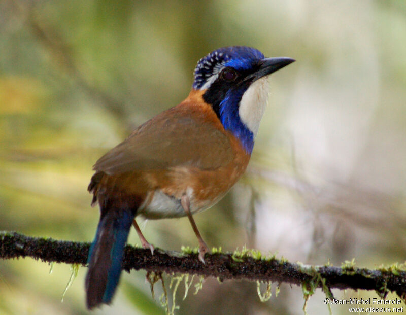 Pitta-like Ground Roller male