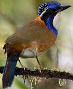 Pitta-like Ground Roller