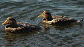 Flying Steamer Duck