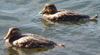 Flying Steamer Duck