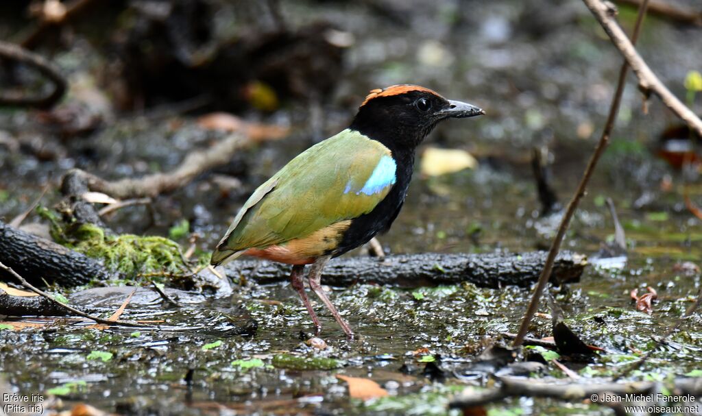 Rainbow Pitta