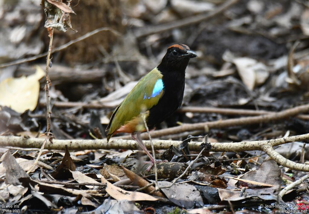 Rainbow Pitta