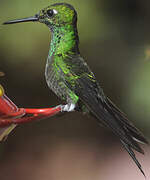 Green-crowned Brilliant