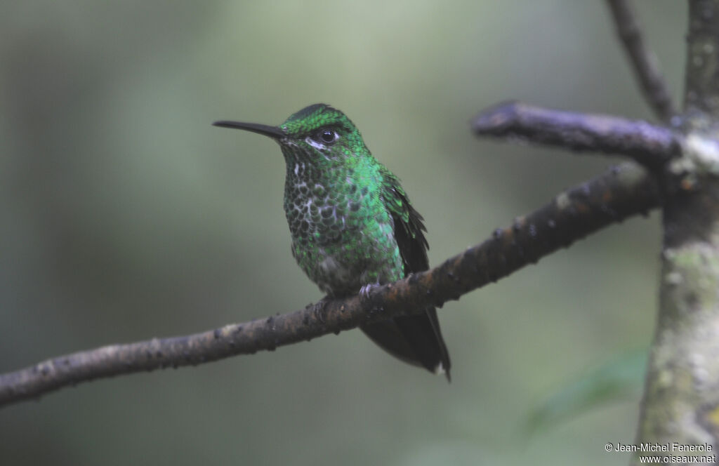 Green-crowned Brilliant female