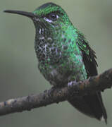 Green-crowned Brilliant