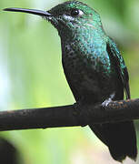 Green-crowned Brilliant