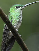 Green-crowned Brilliant