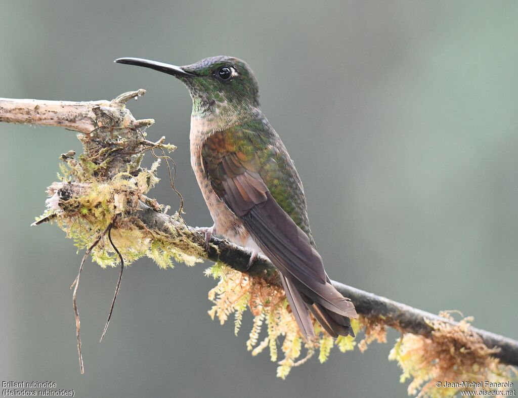 Fawn-breasted Brilliant