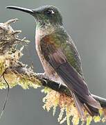 Fawn-breasted Brilliant