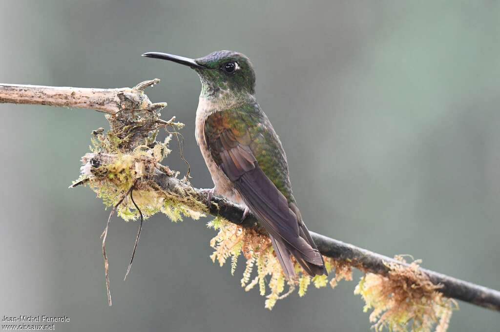 Fawn-breasted Brilliant female, identification