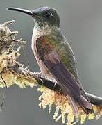 Fawn-breasted Brilliant